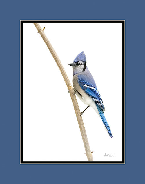 Bluejay